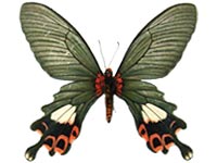 Papilio bootes xamnuensis ♀ Un.