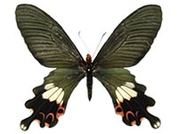 Papilio bootes xamnuensis ♀ Up.