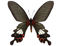 Papilio bootes rubicundus ♂ Un.