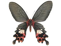 Papilio bootes rubicundus ♀ Un.