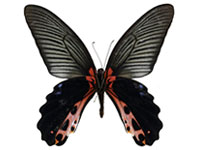 Papilio alcmenor alcmenor ♂ Un.