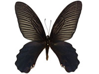 Papilio alcmenor alcmenor ♂ Up.