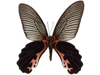 Papilio alcmenor alcmenor ♂ Un.