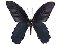 Papilio alcmenor alcmenor ♂ Up.