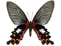 Papilio alcmenor alcmenor ♀ Un.