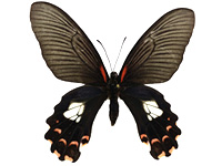 Papilio alcmenor alcmenor ♀ Up.