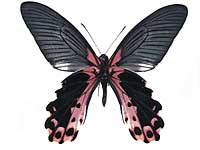 Papilio alcmenor publilius ♂ Un.