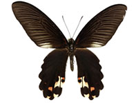 Papilio alcmenor publilius ♂ Up.