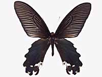 Papilio alcmenor publilius ♂ Up.