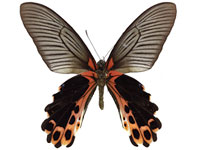 Papilio alcmenor publilius ♂ Un.