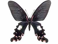 Papilio alcmenor publilius ♀ Up.