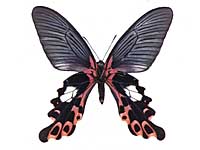 Papilio alcmenor publilius ♀ Un.