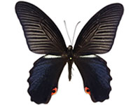 Papilio protenor euprotenor ♂ Up.