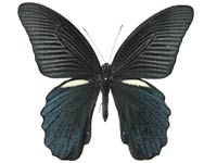 Papilio protenor euprotenor ♂ Up.
