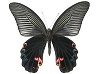 Papilio protenor euprotenor ♂ Un.
