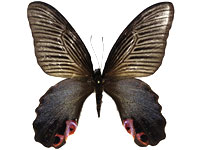 Papilio protenor euprotenor ♀ Up.