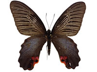 Papilio protenor euprotenor ♀ Up.