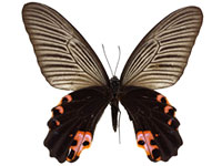 Papilio protenor euprotenor ♀ Un.