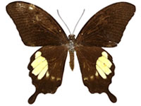 Papilio prexaspes andamanicus ♂ Up.