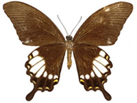 Papilio prexaspes andamanicus ♂ Un.