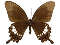 Papilio prexaspes duboisi ♂ Un.