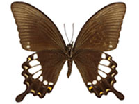 Papilio prexaspes duboisi ♂ Un.