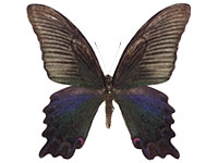 Papilio dialis doddsi ♂ Up.