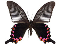 Papilio dialis doddsi ♂ Un.