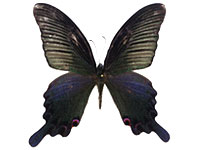 Papilio dialis doddsi ♂ Up.