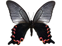 Papilio dialis doddsi ♂ Un.