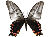 Papilio dialis doddsi ♀ Up.