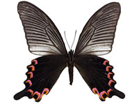 Papilio dialis doddsi ♀ Un.