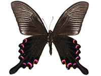 Papilio bianor bianor ♂ Un.