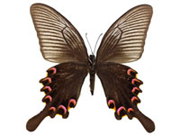 Papilio bianor bianor ♀ Un.