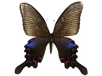 Papilio bianor bianor ♂ Up.