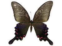 Papilio bianor bianor ♂ Up.