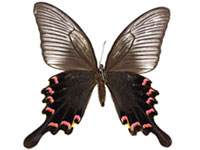 Papilio bianor bianor ♀ Up.