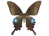 Papilio bianor triumphator ♂ Up.