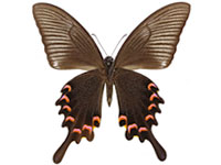 Papilio bianor triumphator ♂ Un.