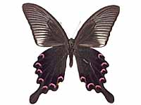 Papilio bianor triumphator ♂ Un.