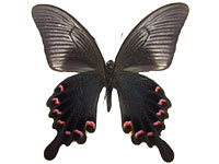 Papilio bianor triumphator ♂ Up.