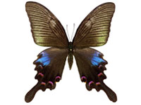 Papilio bianor triumphator ♀ Up.