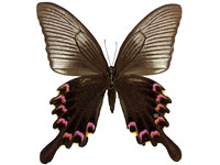 Papilio bianor triumphator ♀ Un.