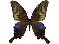 Papilio bianor triumphator ♀ Up.