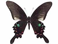 Papilio bianor stockleyi ♂ Up.
