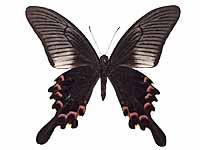 Papilio bianor stockleyi ♂ Un.