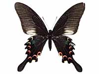 Papilio bianor stockleyi ♀ Up.