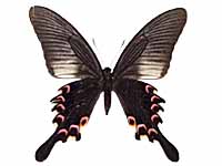 Papilio bianor stockleyi ♀ Un.