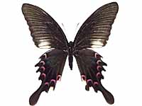 Papilio bianor stockleyi ♀ Up.