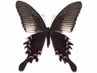 Papilio bianor stockleyi ♀ Un.